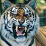 夺命大老虎 Profile Picture